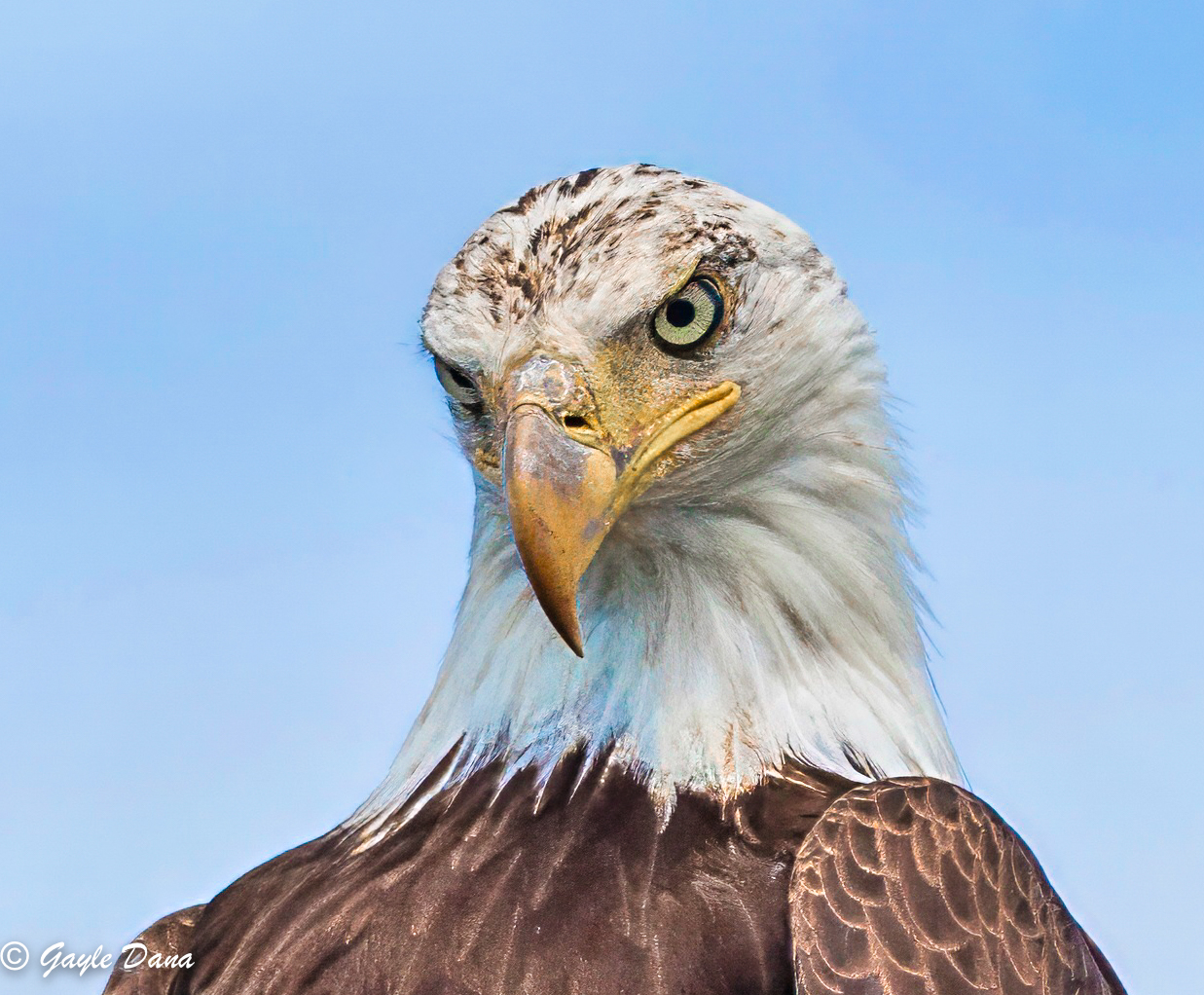 Bald Eagle Portrait 15 8 26